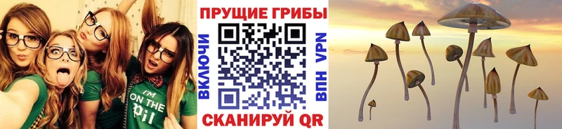 Купить  Брянск  Псилоцибиновые грибы Magic Shrooms 